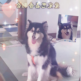 狗狗“思佳”