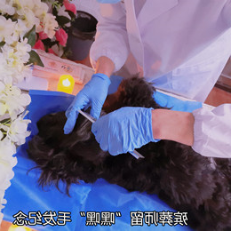 狗狗“嘿嘿”